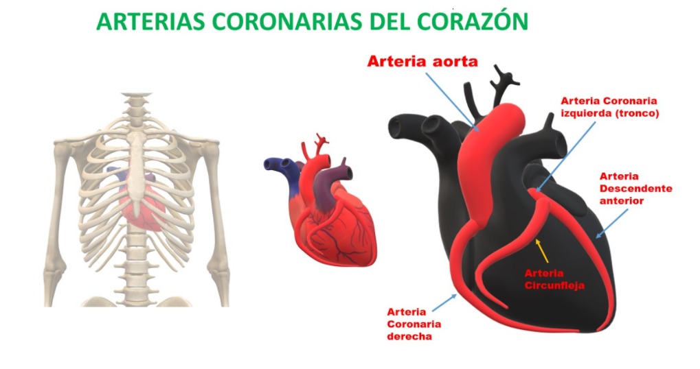 Arterias coronarias del corazón