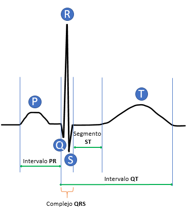 raíz Imbécil Monarca ▷ Electrocardiograma (ECG) NORMAL - valores y ondas normales